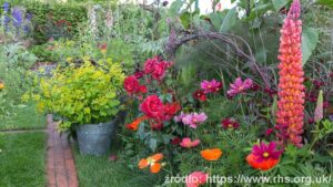The-Anneka-Rice-Colour-Cutting-Garden_wynik