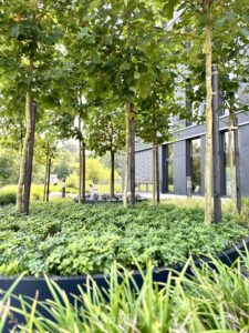 Nowoczesny Ogród Trawiasty z Bambusami pod Berlinem